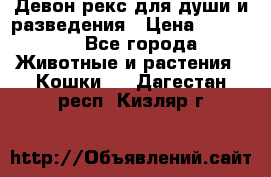Девон рекс для души и разведения › Цена ­ 20 000 - Все города Животные и растения » Кошки   . Дагестан респ.,Кизляр г.